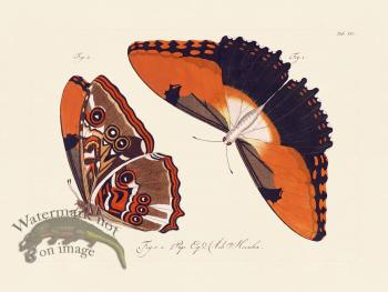 Jablonsky Butterfly 021